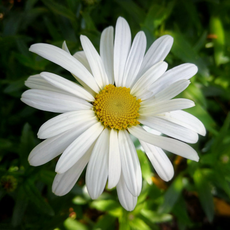 Pyrethrum • Planto